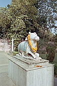 Varanasi - New Vishwanath temple  - Nandi the doorkeeper of Siva temples